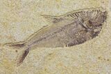 Diplomystus With Knightia Fossil Fish - Wyoming #144183-2